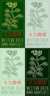 Attēlu rezultāti vaicājumam “Rumex aquaticus leaf”