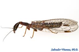 Attēlu rezultāti vaicājumam “Raphidioptera imago”