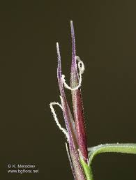 Attēlu rezultāti vaicājumam “Nardus stricta flower”