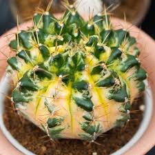 Image result for Gymnocalycium