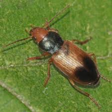 Attēlu rezultāti vaicājumam “Diachromus germanus”