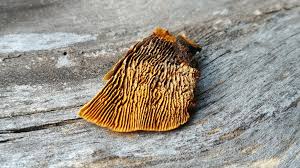 Attēlu rezultāti vaicājumam “Gloeophyllum trabeum”