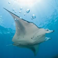 Image result for Megatrygon microps