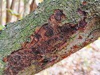 Attēlu rezultāti vaicājumam “Anthostoma decipiens”