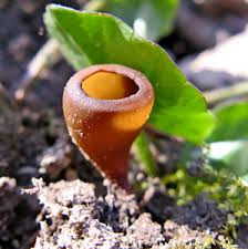 Attēlu rezultāti vaicājumam “Octospora splachnophila”