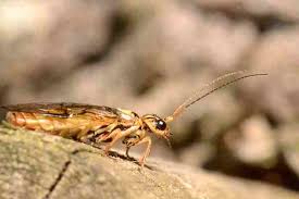 Attēlu rezultāti vaicājumam “Pamphiliidae”