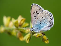 Attēlu rezultāti vaicājumam “Phengaris arion underside”