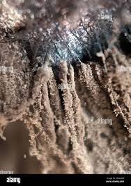 Attēlu rezultāti vaicājumam “Stemonitidaceae”