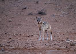 Image result for canis lupus arabs
