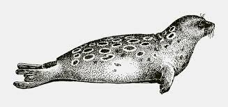 Image result for Pusa hispida