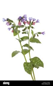 Image result for Pulmonaria officinalis