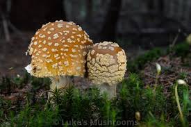 Attēlu rezultāti vaicājumam “Amanita regalis”