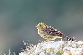 Attēlu rezultāti vaicājumam “Emberiza citrinella juvenile”