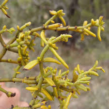 Attēlu rezultāti vaicājumam “Santalaceae”