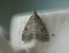 Attēlu rezultāti vaicājumam “Udea prunalis”