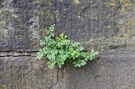 Attēlu rezultāti vaicājumam “Asplenium ruta-muraria”