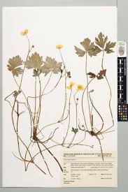 Attēlu rezultāti vaicājumam “Ranunculus repens”