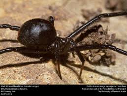 Attēlu rezultāti vaicājumam “Theridiidae”