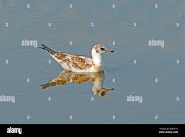 Attēlu rezultāti vaicājumam “Larus ridibundus juvenile”