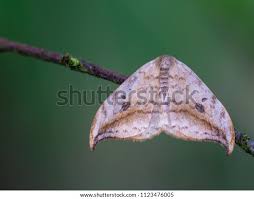 Attēlu rezultāti vaicājumam “Drepana falcataria”