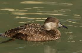 Attēlu rezultāti vaicājumam “Melanitta nigra”