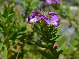 Attēlu rezultāti vaicājumam “Polygala amarella leaf”