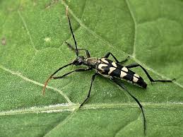 Attēlu rezultāti vaicājumam “Leptura annularis”