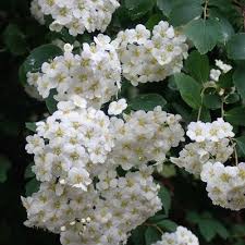 Attēlu rezultāti vaicājumam “Spiraea chamaedryfolia flower”