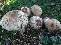 Attēlu rezultāti vaicājumam “Macrolepiota rhacodes var. bohemica”