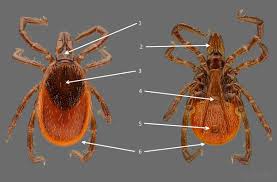 Attēlu rezultāti vaicājumam “Ixodes”