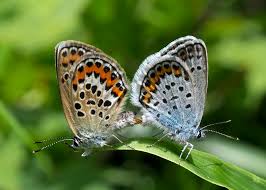 Attēlu rezultāti vaicājumam “Plebejus argus”