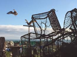 Image result for Hastings Seagulls Swimming Club