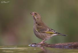 Attēlu rezultāti vaicājumam “Chloris chloris”