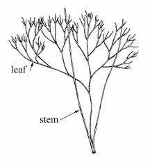 Attēlu rezultāti vaicājumam “Eschscholzia californica leaf”