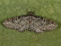 Attēlu rezultāti vaicājumam “Eupithecia lanceata”