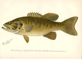 Image result for Micropterus