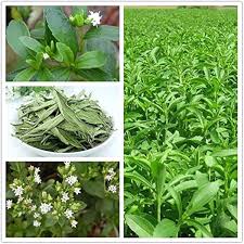 Image result for Stevia rebaudiana