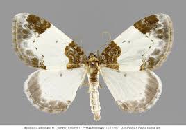 Attēlu rezultāti vaicājumam “Mesoleuca albicillata”