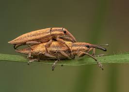 Attēlu rezultāti vaicājumam “Lixus iridis”