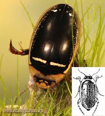 Attēlu rezultāti vaicājumam “Hydaticus transversalis”