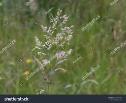 Attēlu rezultāti vaicājumam “Trisetum flavescens flower”