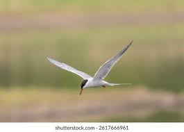 Attēlu rezultāti vaicājumam “Sterna hirundo”