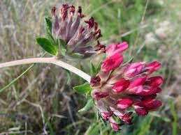 Image result for Anthyllis vulneraria rubra