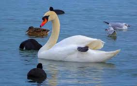 Attēlu rezultāti vaicājumam “Cygnus olor”