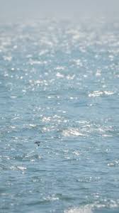 Image result for Oceanodroma monorhis