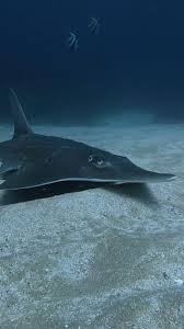 Image result for Rhynchobatus djiddensis