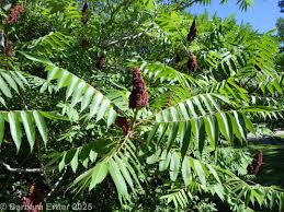 Attēlu rezultāti vaicājumam “Rhabdoweisia fugax”