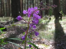 Image result for Epilobium angustifolium