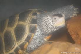 Image result for Malaclemys terrapin