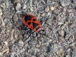 Attēlu rezultāti vaicājumam “Pyrrhocoris apterus imago”